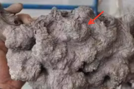 Nhặt được khúc gỗ sần sùi định nhóm bếp, hàng xóm vội ngăn cản 