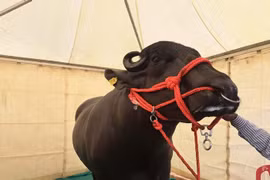 Con trâu khổng lồ giá hơn 29 tỷ đồng đặc biệt cỡ nào?