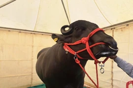 Con trâu khổng lồ giá hơn 29 tỷ đồng đặc biệt cỡ nào?