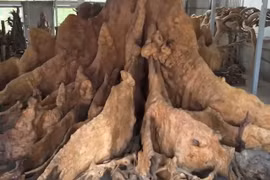 Cận cảnh gốc bàng nghìn năm 30 tỷ của đại gia Sóc Trăng