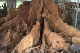 Cận cảnh gốc bàng nghìn năm 30 tỷ của đại gia Sóc Trăng