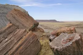 Loại gỗ quý hiếm nào sánh ngang kim cương, giá 600 tỷ? 