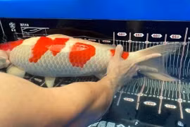 Cá Koi 1,6 tỷ khiến đại gia bán đất mua đẹp cỡ nào?