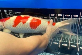 Cá Koi 1,6 tỷ khiến đại gia bán đất mua đẹp cỡ nào?
