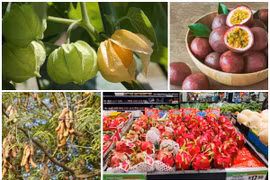 4 loại quả ở Việt Nam “rẻ như cho”, ra nước ngoài “cực chát“