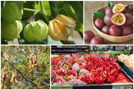 4 loại quả ở Việt Nam “rẻ như cho”, ra nước ngoài “cực chát“