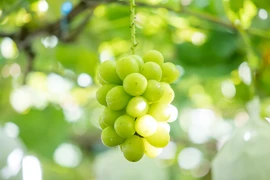 Nho sữa “quý tộc” thành hàng “rẻ hơn rau” như thế nào?