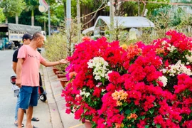 Chợ tết Bình Dương, dân tình chụp hình chậu quất hình rồng 