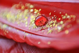 Nhóm máu Rhnull quý như vàng ròng, chỉ 43 người trên thế giới sở hữu