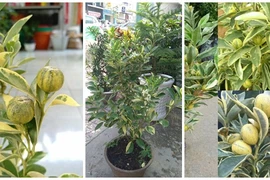 Vừa xuất hiện, thú chơi tắc cẩm thạch đã "siêu hót" 