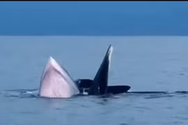 Đàn cá voi thoải mái nhô lên, ngụp xuống ở vùng biển Cô Tô, Quảng Ninh