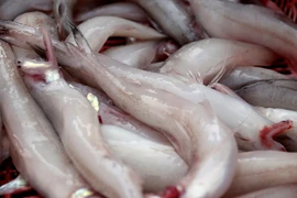 Loại cá xưa cho lợn ăn, nay cả triệu đồng/kg “cháy hàng“