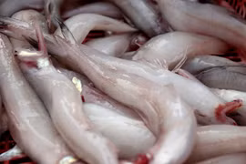 Loại cá xưa cho lợn ăn, nay cả triệu đồng/kg “cháy hàng“