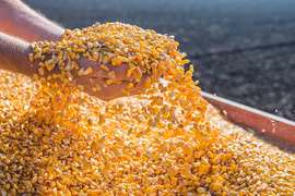 Một loại hạt của Brazil ùn ùn đổ về Việt Nam 