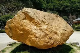 Vứt chỏng chơ gần chục năm, tảng vàng khổng lồ không ai nhặt 