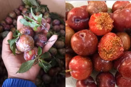 Mận hậu Sơn La đầu mùa đắt gấp 5 lần chính vụ vẫn cháy hàng
