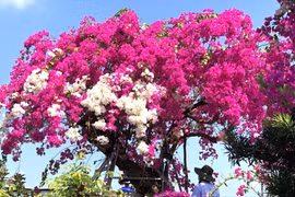 Bộ sưu tập hoa giấy tiền tỷ độc nhất vô nhị ở Kiên Giang