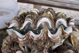 “Quái sò” 50 triệu đồng/con xôn xao thị trường giá "chát" cỡ nào?