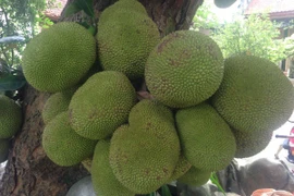 Choáng váng vườn cây quả sai trĩu, nông dân Việt thu tiền tỷ