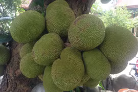 Choáng váng vườn cây quả sai trĩu, nông dân Việt thu tiền tỷ