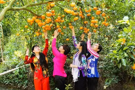 Mướt mắt những miệt vườn đang hái ra tiền ở miền Tây