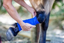 Cái chết thường là lựa chọn duy nhất khi ngựa bị gãy chân? 