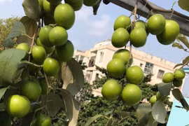 Thích thú ngắm những vườn táo trĩu quả trên sân thượng