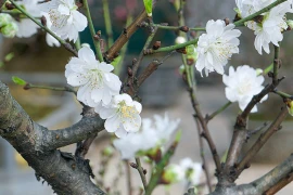 Đại gia săn lùng bạch đào quý hiếm chơi Tết