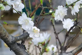 Đại gia săn lùng bạch đào quý hiếm chơi Tết