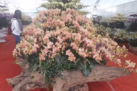 Chậu lan hồ điệp khổng lồ trên gỗ lũa, khách ngắm quên lối về