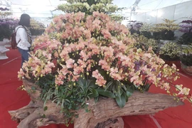 Chậu lan hồ điệp khổng lồ trên gỗ lũa, khách ngắm quên lối về