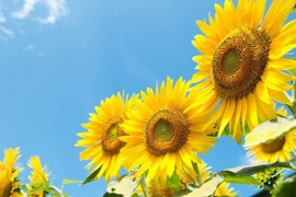 Sinh vào 6 ngày Âm lịch này, giàu nghị lực, hậu vận no đủ 