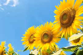 Sinh vào 6 ngày Âm lịch này, giàu nghị lực, hậu vận no đủ 