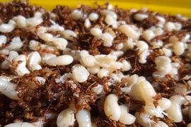 Hiếm, lạ 5 loại đặc sản sống vừa ăn vừa run tay của người Việt