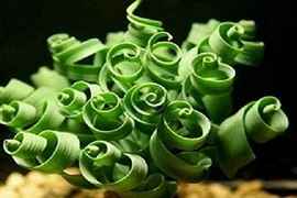 Mê mẩn 10 cây cảnh trang trí nhà hình dáng siêu độc