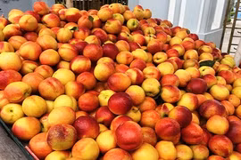 Cách phân biệt đào Trung Quốc đội lốt đào Việt Nam