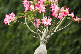 4 loại cây cảnh phải trồng trong chậu nhỏ 