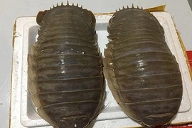 Bọ biển khổng lồ 4 triệu/con: Món nhậu lạ của dân Hà thành 