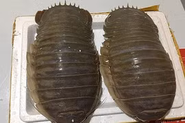 Bọ biển khổng lồ 4 triệu/con: Món nhậu lạ của dân Hà thành 