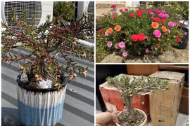 Sự thật về hoa mười giờ bonsai giá lên tới cả triệu đồng