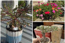 Sự thật về hoa mười giờ bonsai giá lên tới cả triệu đồng