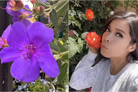 Vườn hoa đẹp ngẩn ngơ trong biệt thự 1.600 tỷ của Bích Tuyền 