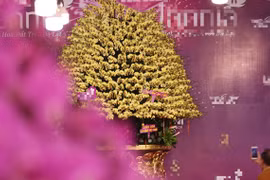 Tận mục chậu lan dát vàng gần 4 tỷ gây sốt thị trường