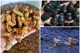3 loại côn trùng tạo “cơn sốt”, giá lên tới hàng triệu đồng 