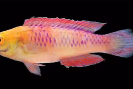 Loài cá mới vừa được tìm thấy và đặt tên theo phong cách Wakanda