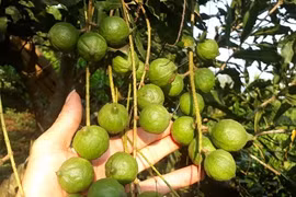  Nông dân thành đại gia nhờ loài cây ra quả sai như sung, ăn vài hạt khỏe cả người