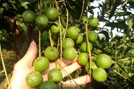  Nông dân thành đại gia nhờ loài cây ra quả sai như sung, ăn vài hạt khỏe cả người