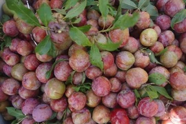 Cách phân biệt mận Trung Quốc và mận Việt Nam