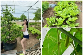Ngắm vườn rau xanh mướt trong biệt thự của Đoàn Di Băng