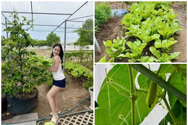 Ngắm vườn rau xanh mướt trong biệt thự của Đoàn Di Băng